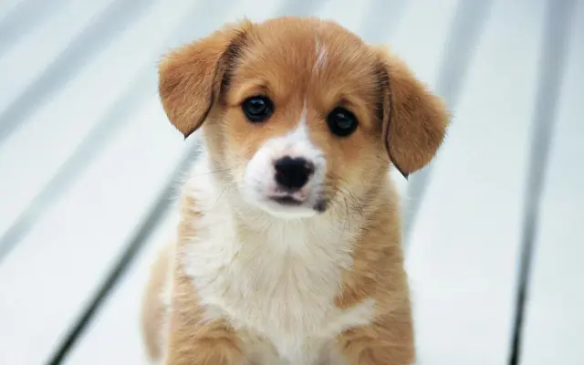 Puppy Live Wallpaper android App screenshot 0