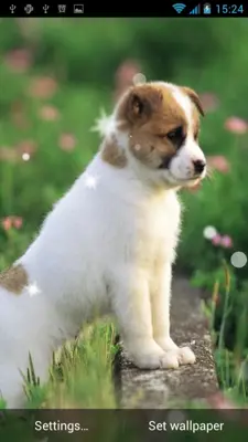 Puppy Live Wallpaper android App screenshot 2