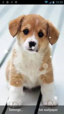 Puppy Live Wallpaper android App screenshot 6